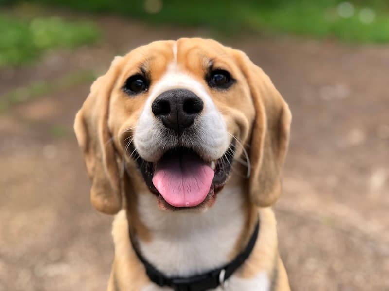 A dog resting calmly